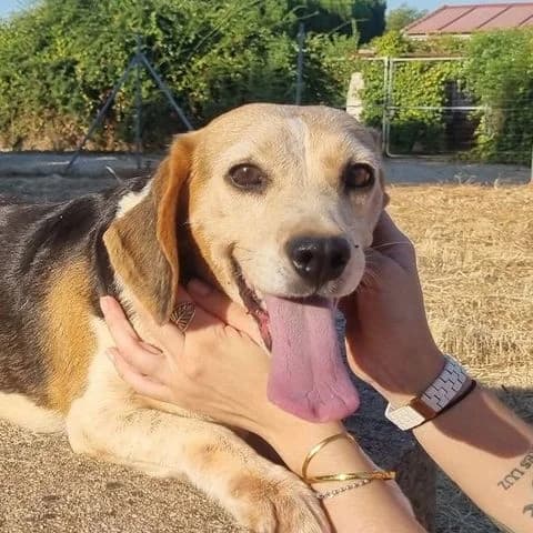 Noa, senior Mixed Breed for adoption at Tierschutzverein Europa, München