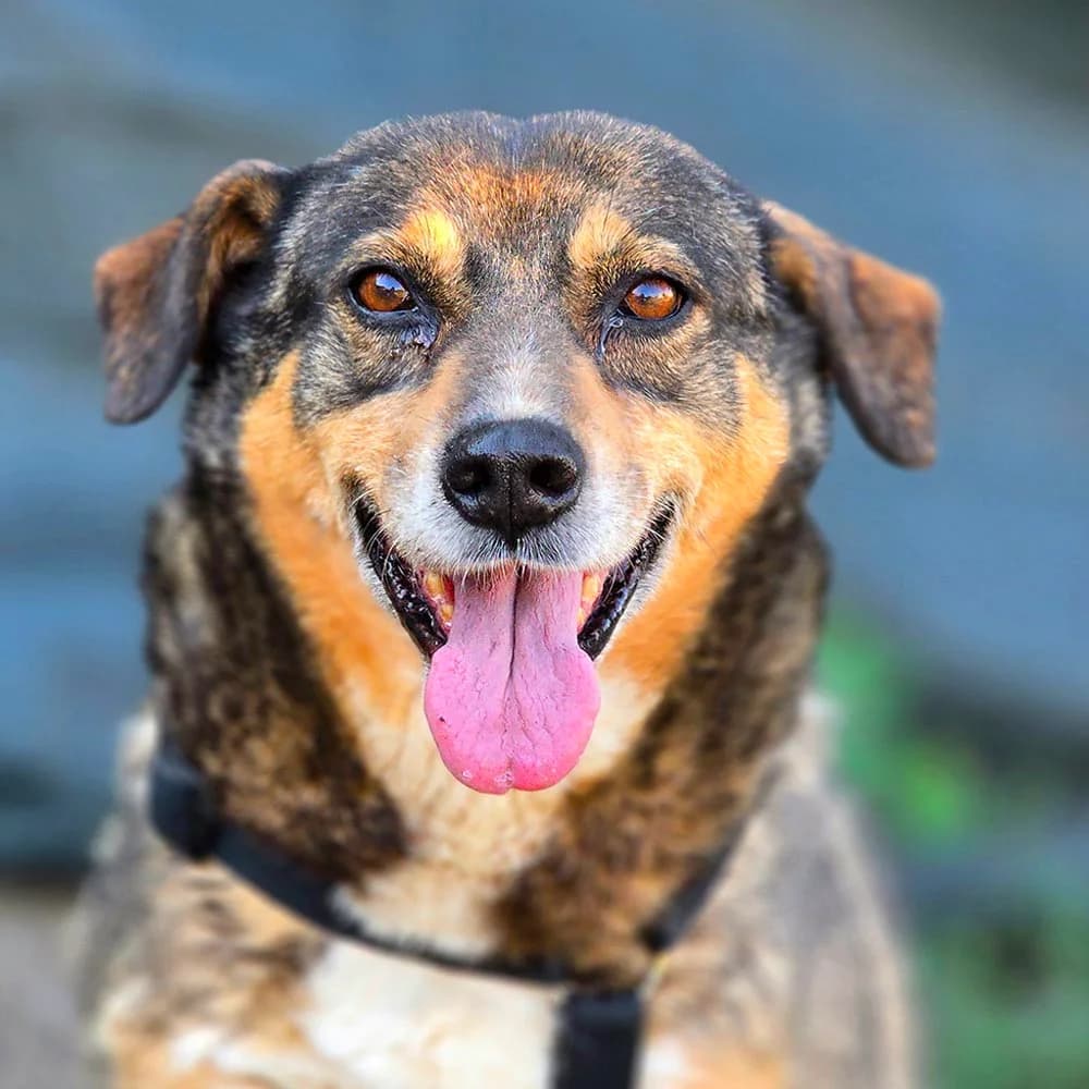 Nora, senior Mixed Breed for adoption at Tierschutzverein Europa, München