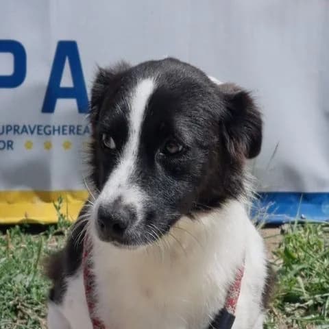 Nova, young Mixed Breed for adoption at Tierschutzverein Europa, München