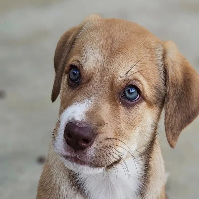 Odin, puppy Mixed Breed for adoption at Tierschutzverein Europa, München