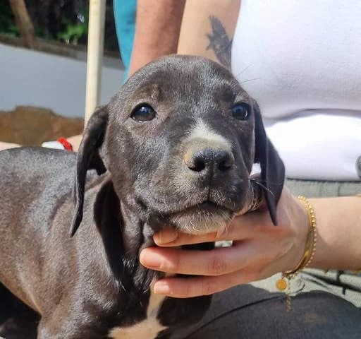Ohio, puppy Mixed Breed for adoption at Tierschutzverein Europa, München