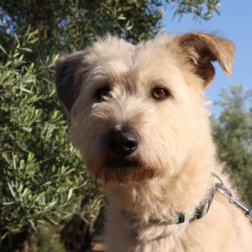 Okkie, Mixed Breed for adoption at Tierschutzverein Europa, München