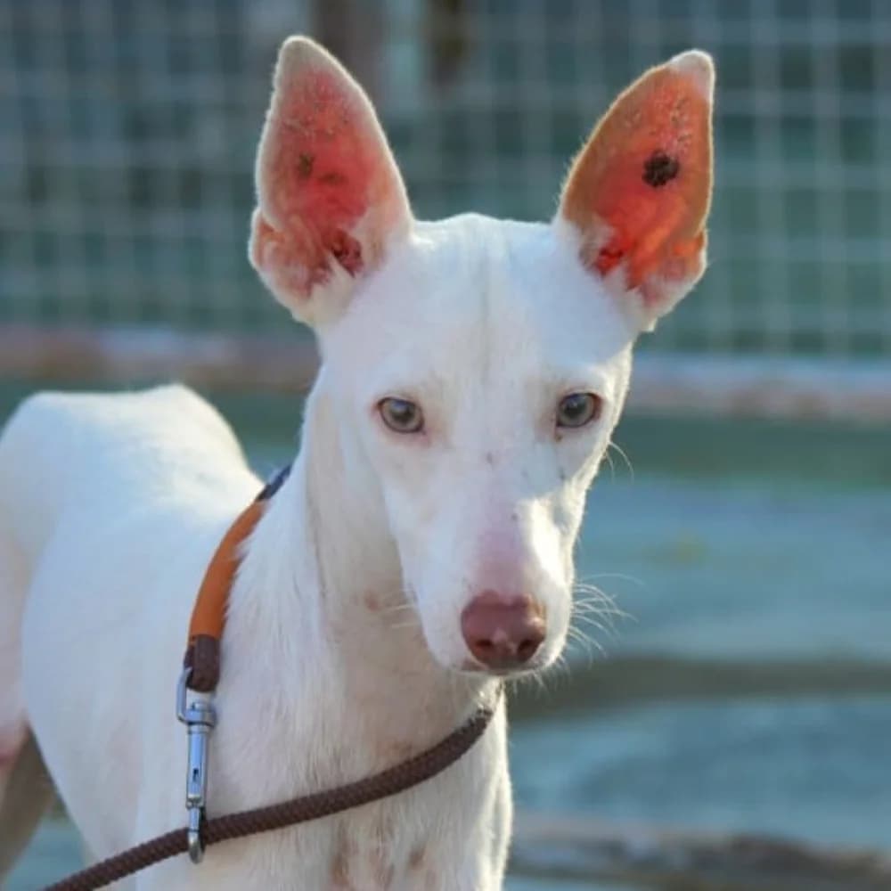 Olaf, Mixed Breed for adoption at Tierschutzverein Europa, München