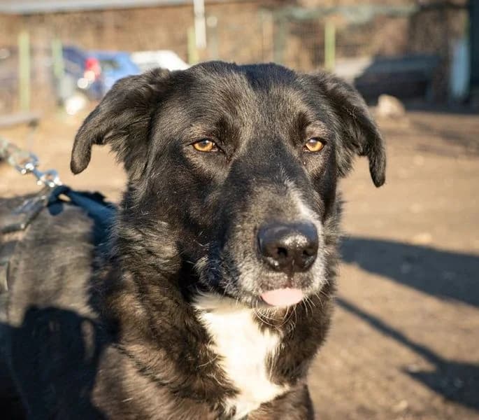 Orion, senior Mixed Breed for adoption at Tierschutzverein Europa, München