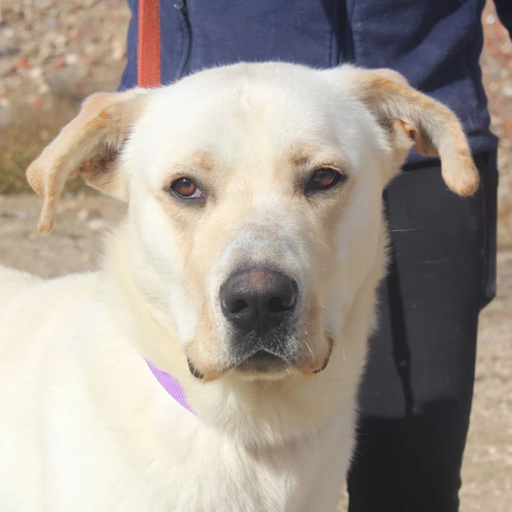 Orion, young Mixed Breed for adoption at Tierschutzverein Europa, München
