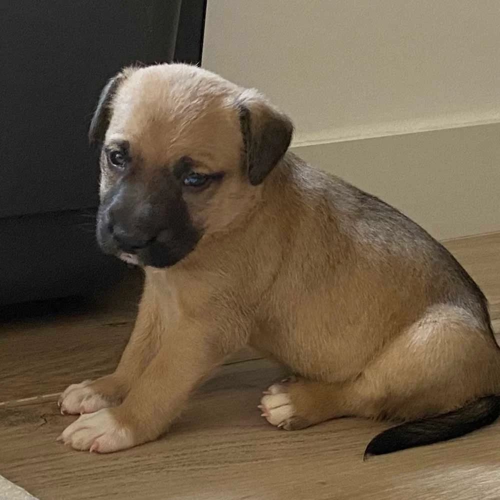Orus, puppy Mixed Breed for adoption at Tierschutzverein Europa, München