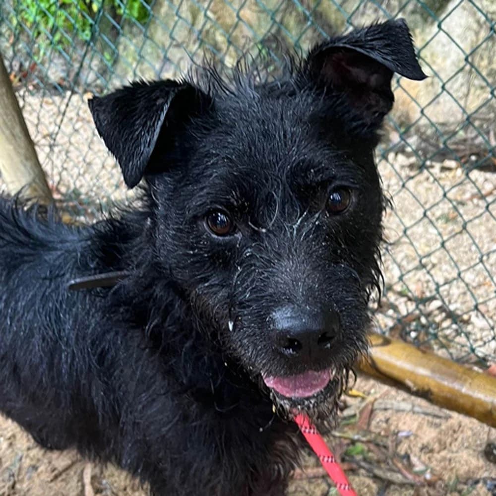 Oslo, schwarz Mixed Breed for adoption at Tierschutzverein Europa, München