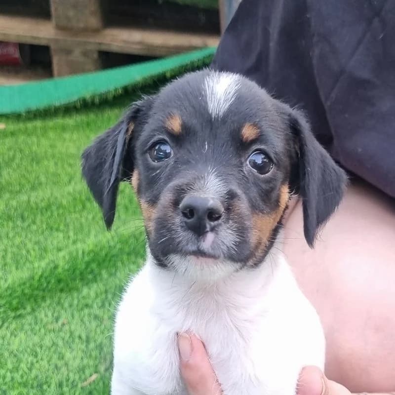 Otto, puppy Mixed Breed for adoption at Tierschutzverein Europa, München