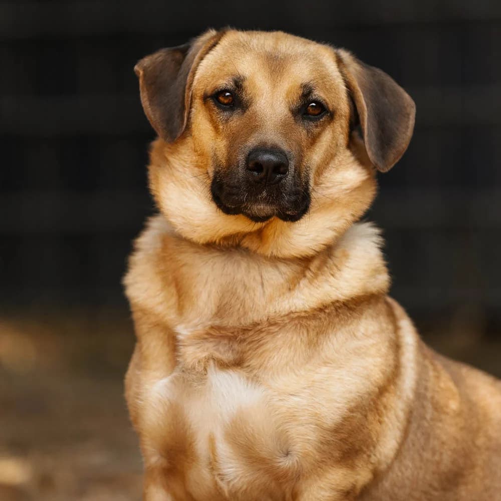 Paco, Mixed Breed for adoption at Tierschutzverein Europa, München