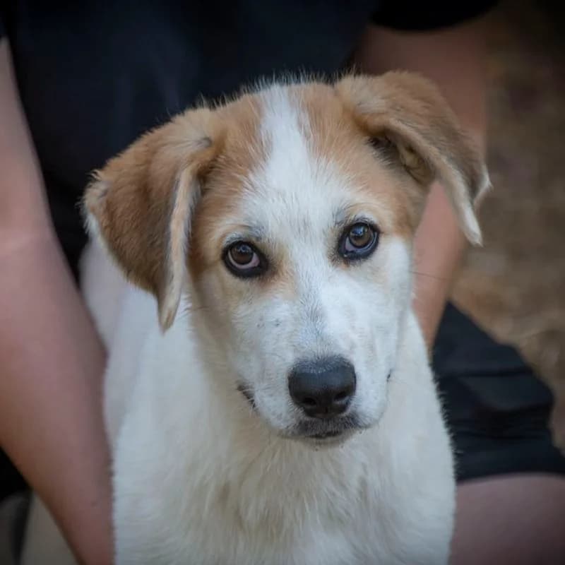 Pako, puppy Mixed Breed for adoption at Tierschutzverein Europa, München