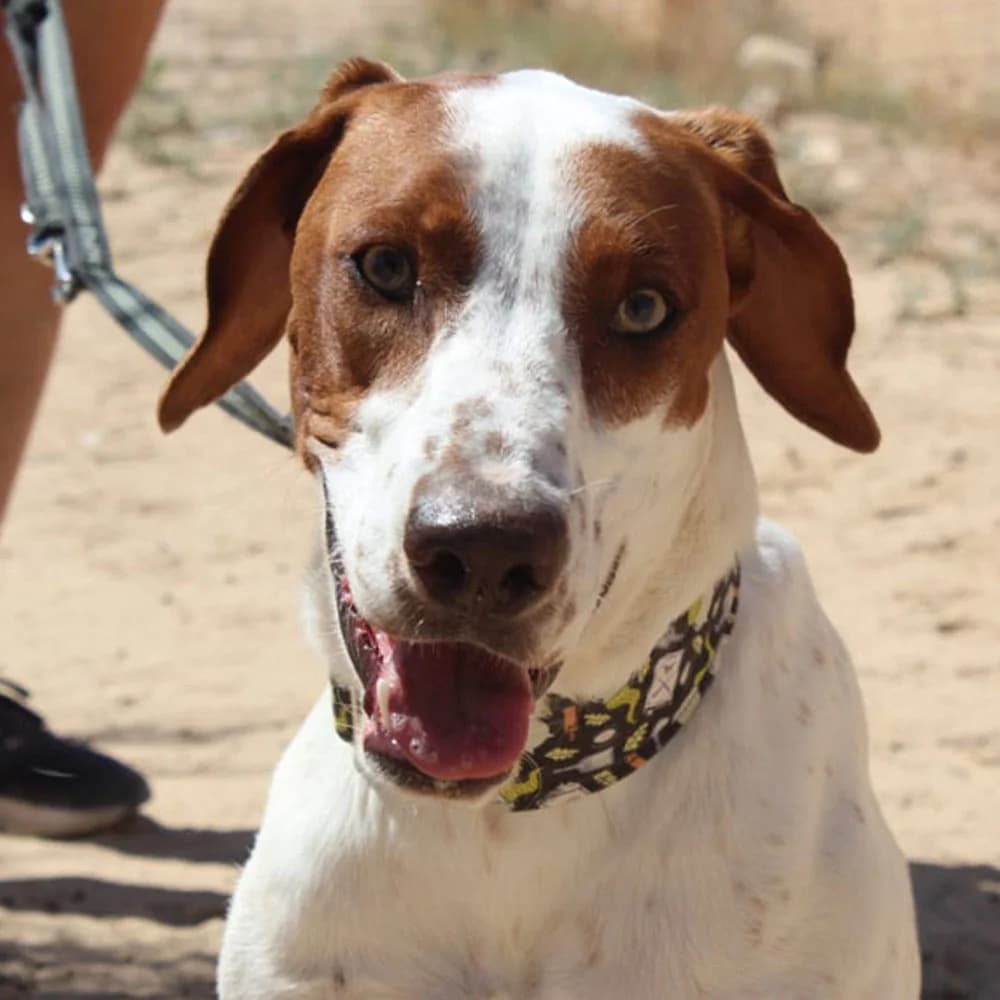 Pancho, Mixed Breed for adoption at Tierschutzverein Europa, München