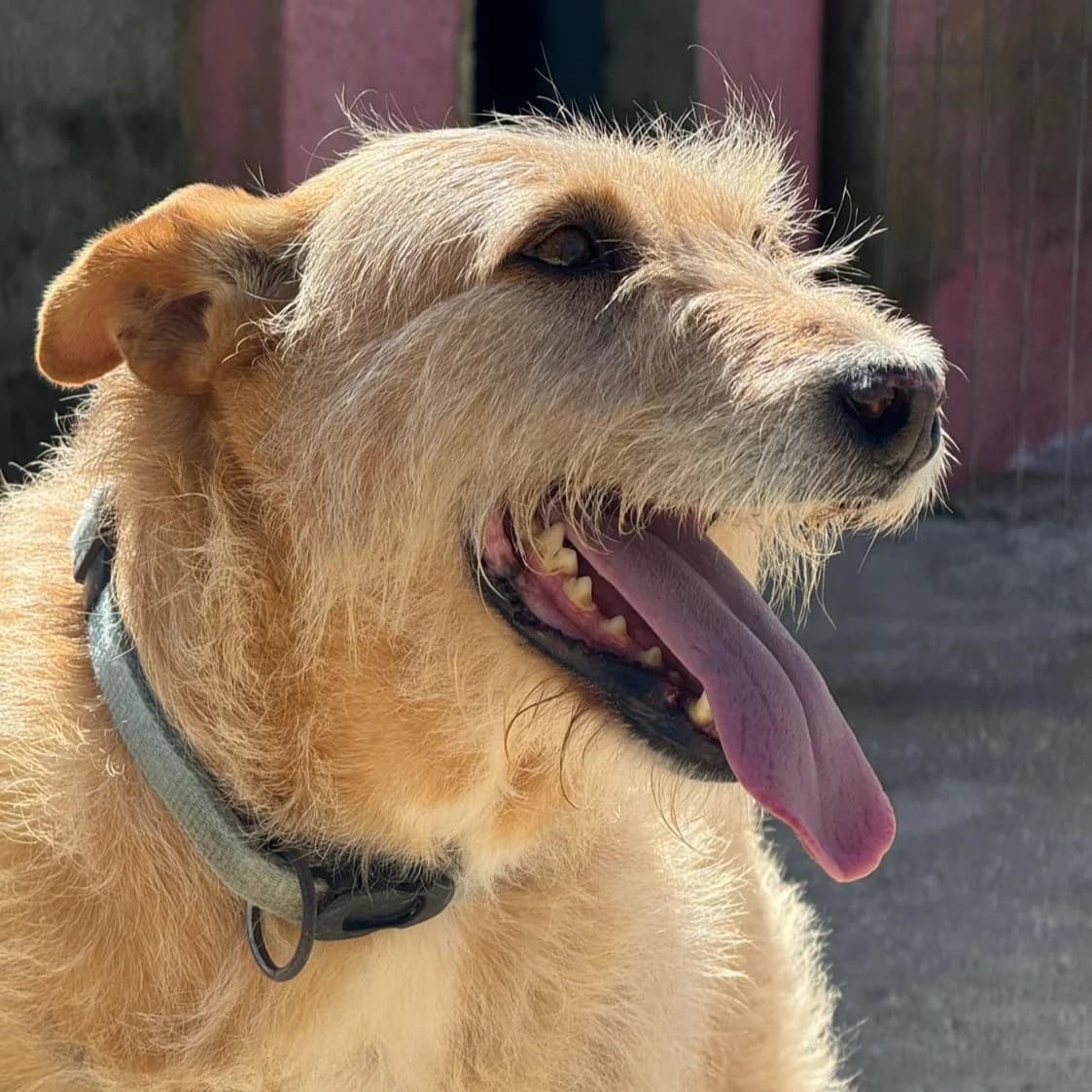 Peanut, Mixed Breed for adoption at Tierschutzverein Europa, München