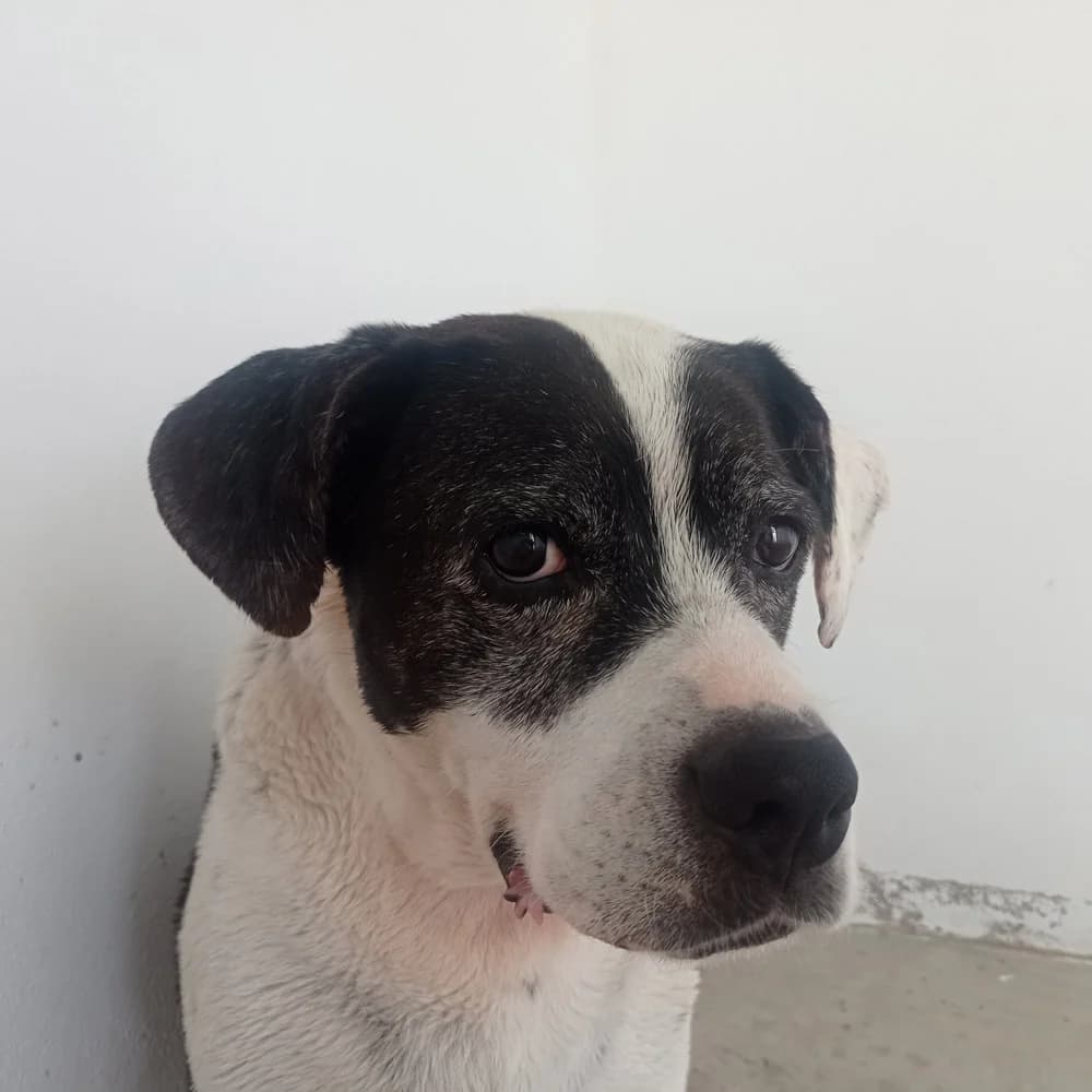 Pepa, Border Collie for adoption at Tierschutzverein Europa, München