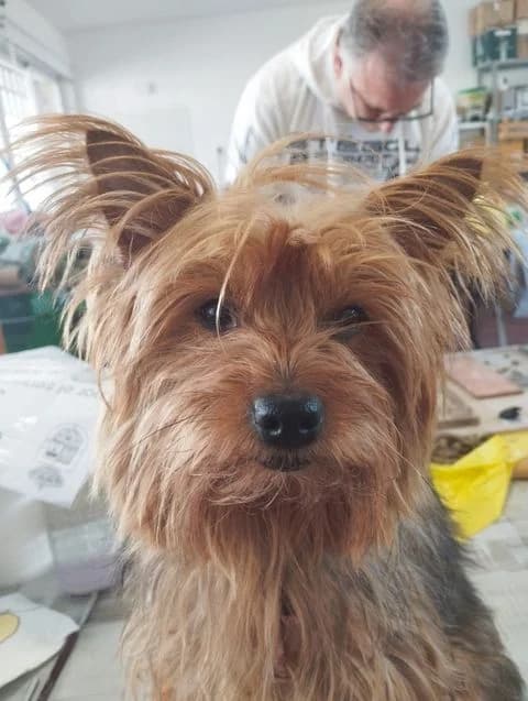 Perla, Mixed Breed for adoption at Tierschutzverein Europa, München
