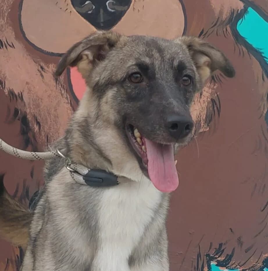 Phoenix, young Mixed Breed for adoption at Tierschutzverein Europa, München