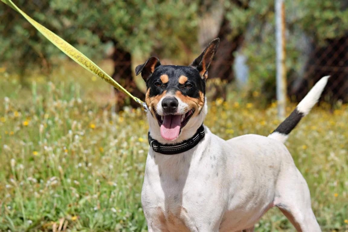 Pin, Mixed Breed for adoption at Tierschutzverein Europa, München