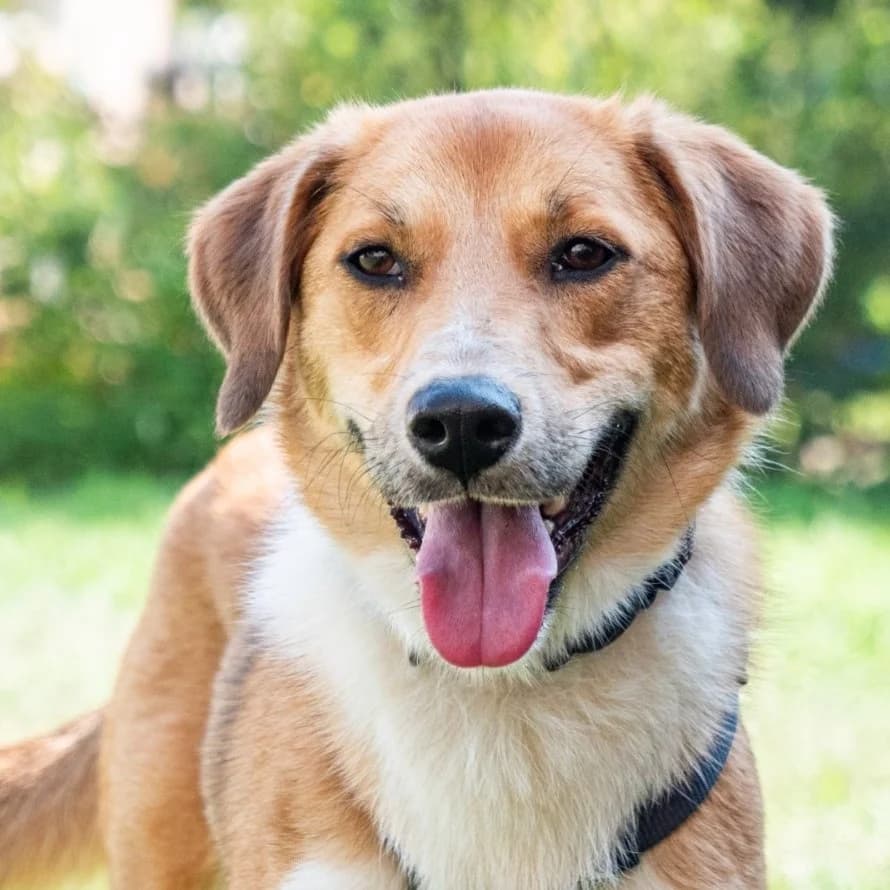 Pira, Mixed Breed for adoption at Tierschutzverein Europa, München