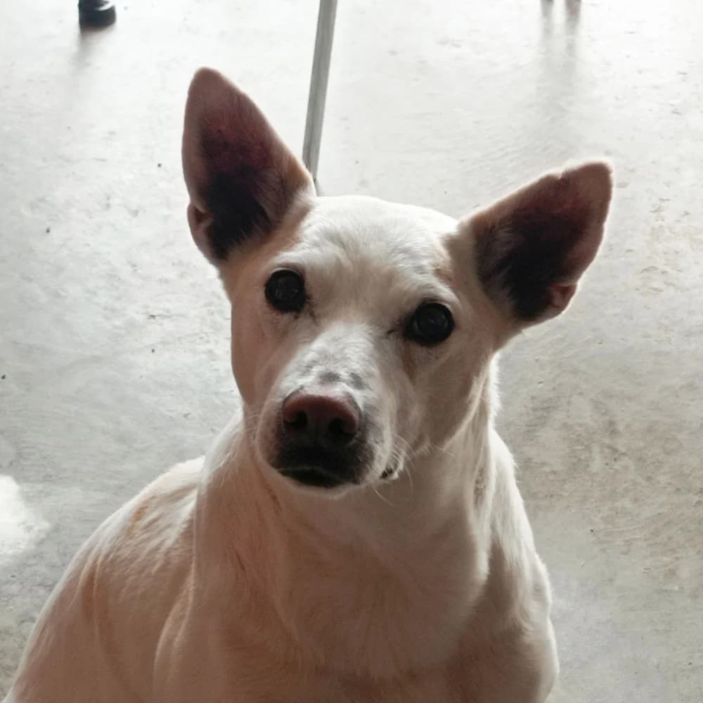 Pistole, Mixed Breed for adoption at Tierschutzverein Europa, München