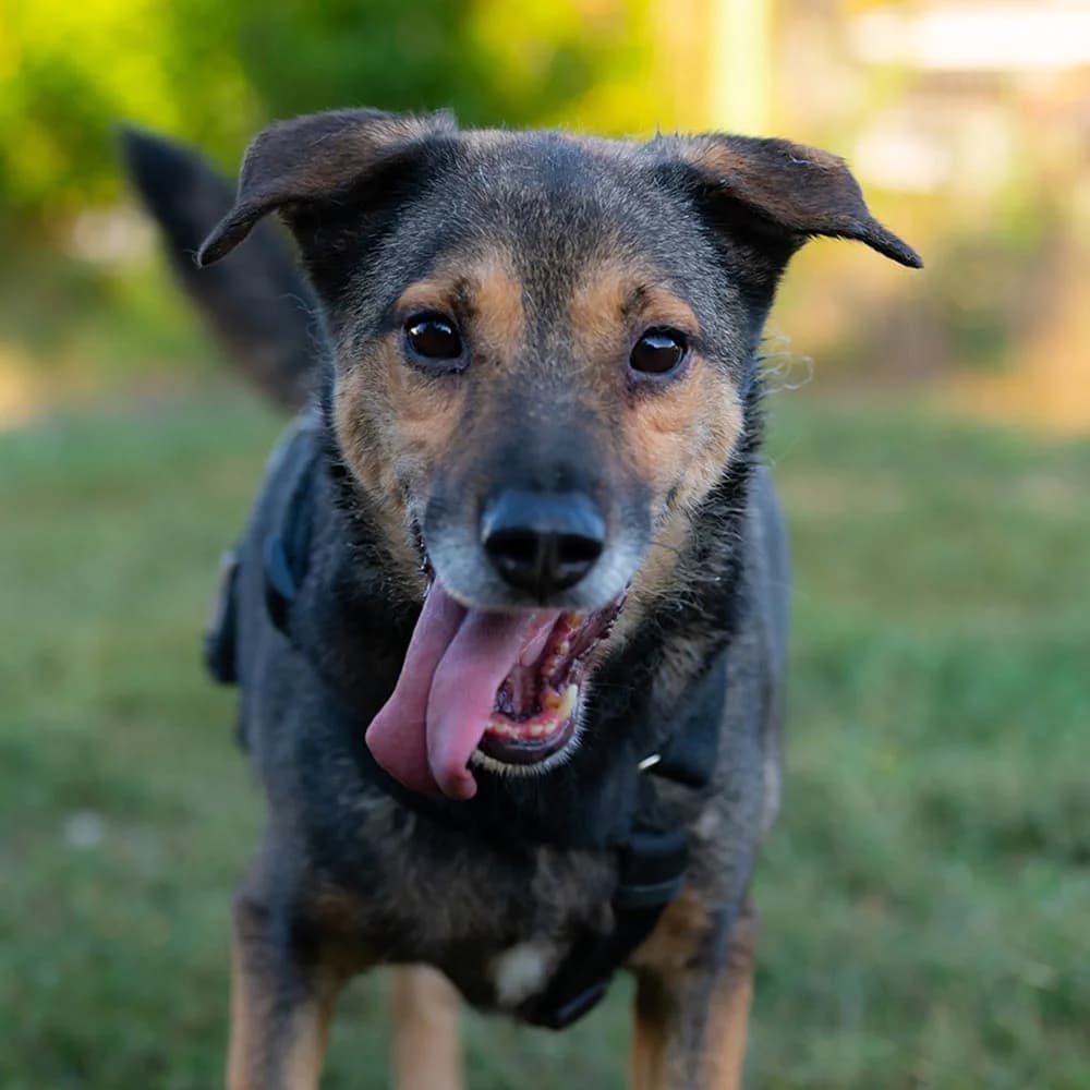 Pitagora, Mixed Breed for adoption at Tierschutzverein Europa, München