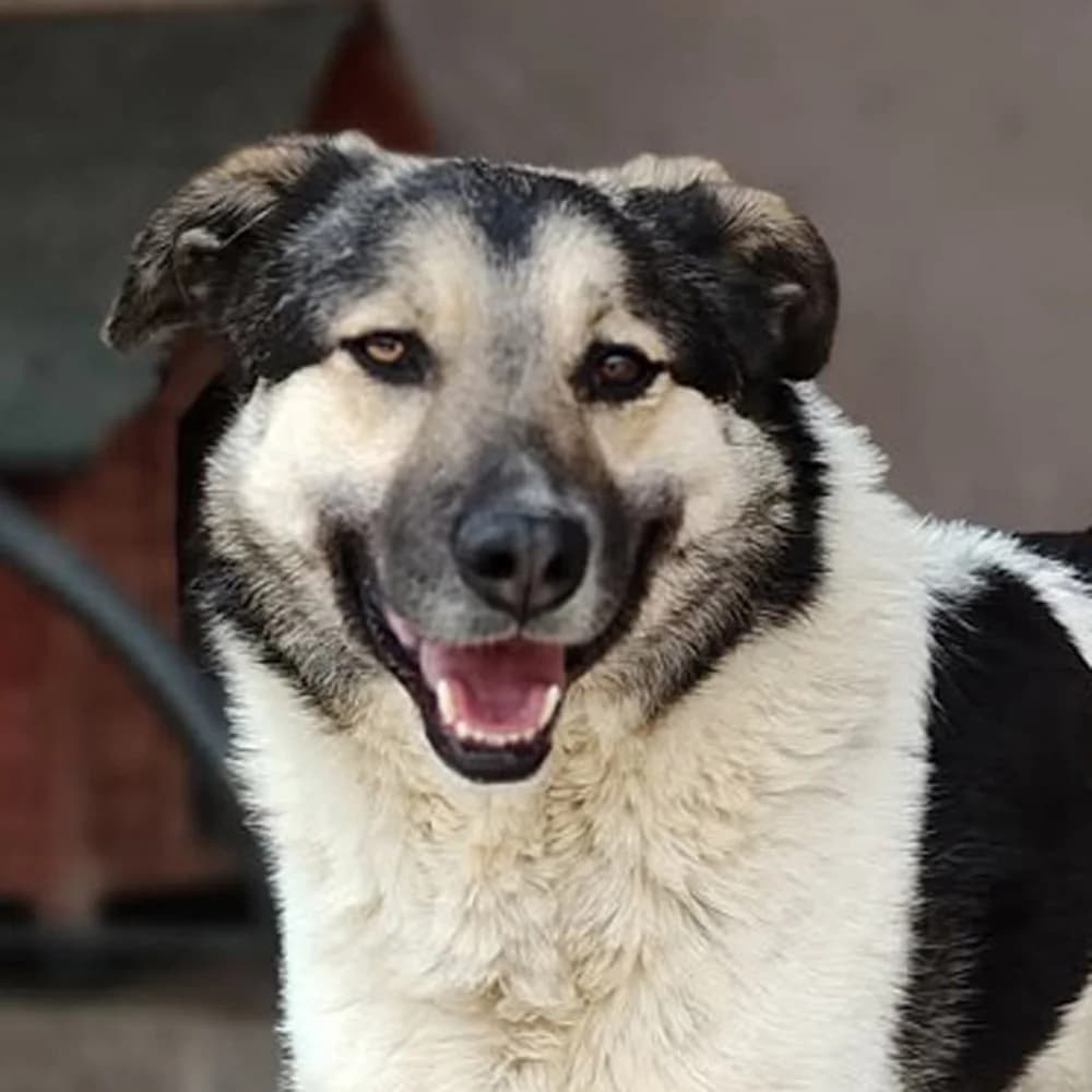 Pluto, 4yo Mixed Breed for adoption at Tierschutzverein Europa, München
