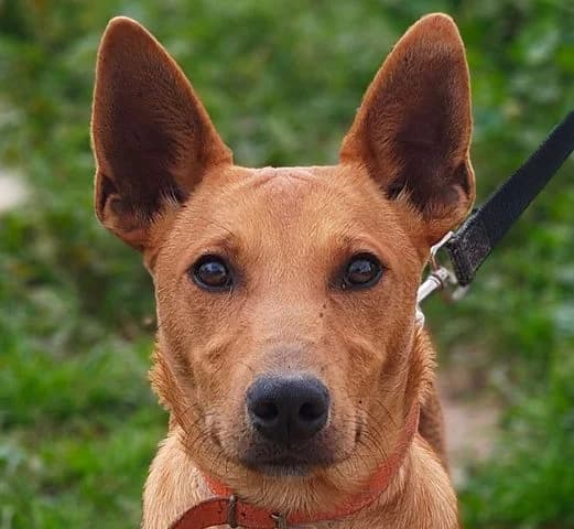 Pollock, Mixed Breed for adoption at Tierschutzverein Europa, München