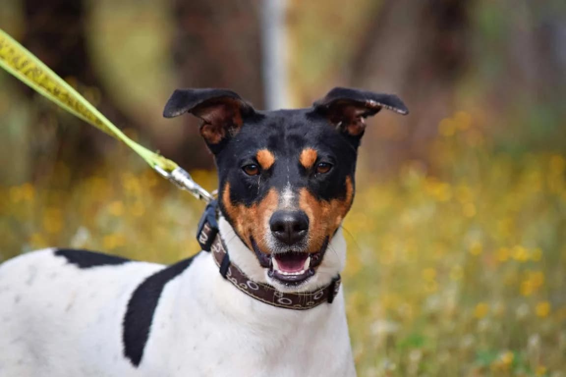 Pon, Mixed Breed for adoption at Tierschutzverein Europa, München