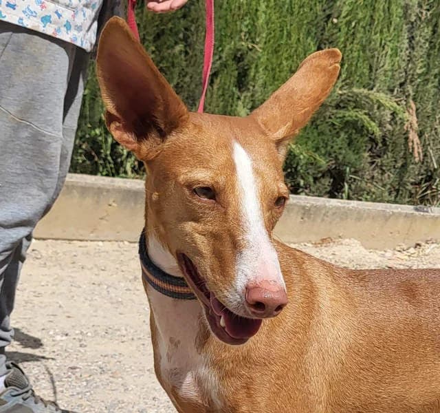 Pongo, Mixed Breed for adoption at Tierschutzverein Europa, München