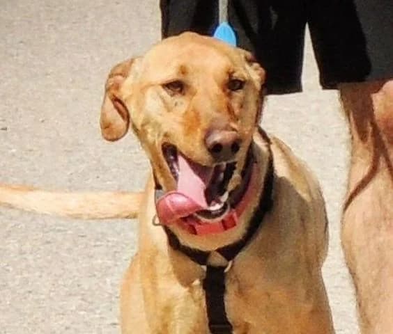 Pontos, Mixed Breed for adoption at Tierschutzverein Europa, München