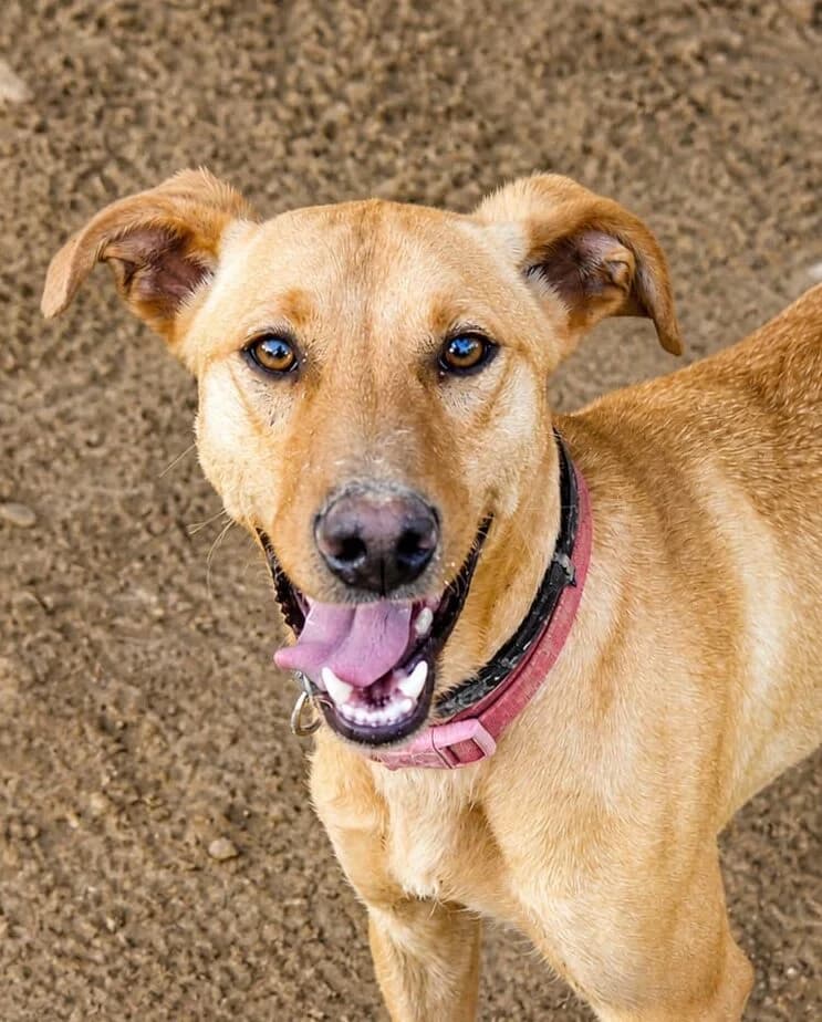 Pontos, puppy Mixed Breed for adoption at Tierschutzverein Europa, München