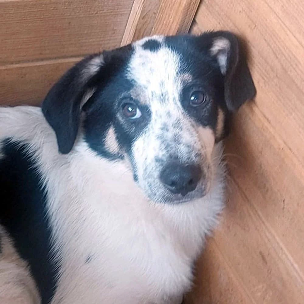 Princess, weiß Mixed Breed for adoption at Tierschutzverein Europa, München