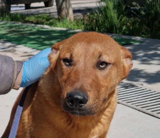 Ranger, Mixed Breed for adoption at Tierschutzverein Europa, München