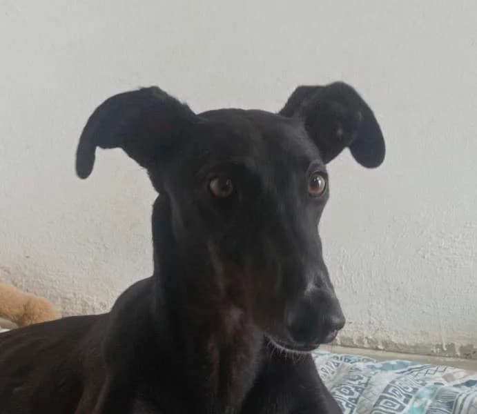 Rasmia, Mixed Breed for adoption at Tierschutzverein Europa, München