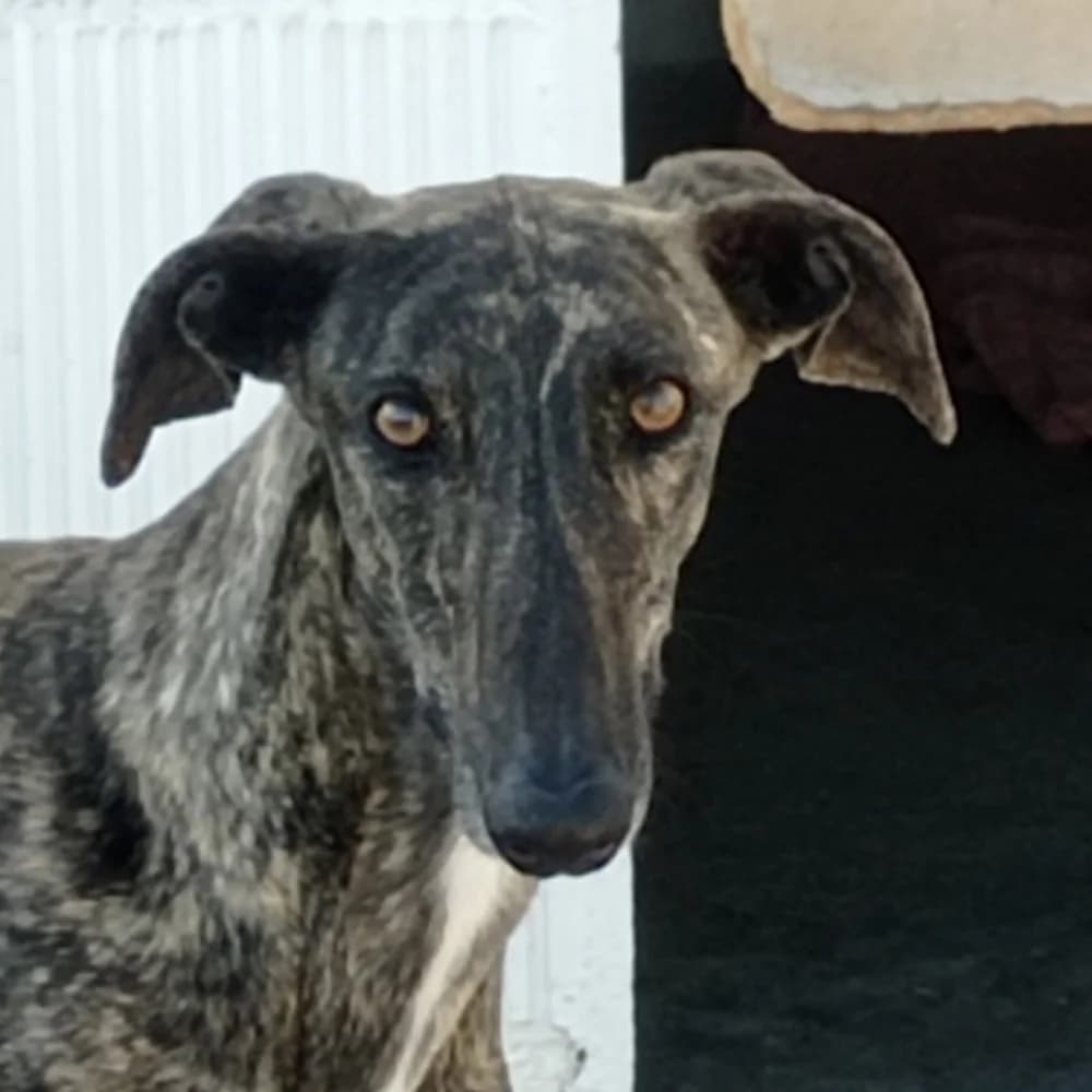 Rayo, Mixed Breed for adoption at Tierschutzverein Europa, München