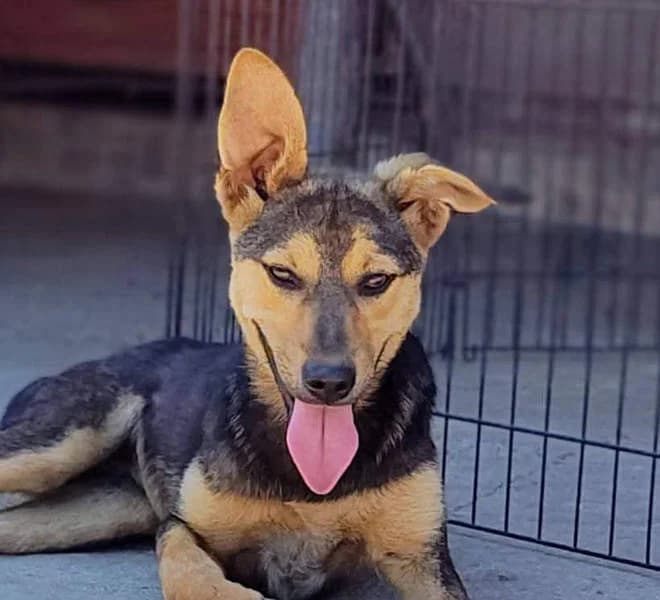 Rei, young Mixed Breed for adoption at Tierschutzverein Europa, München