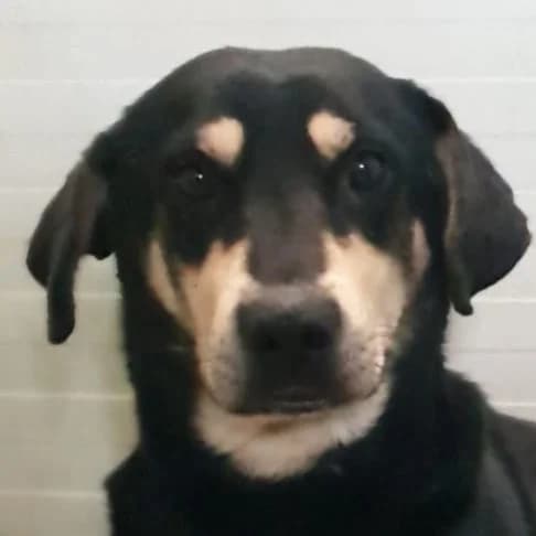 Rex, Mixed Breed for adoption at Tierschutzverein Europa, München