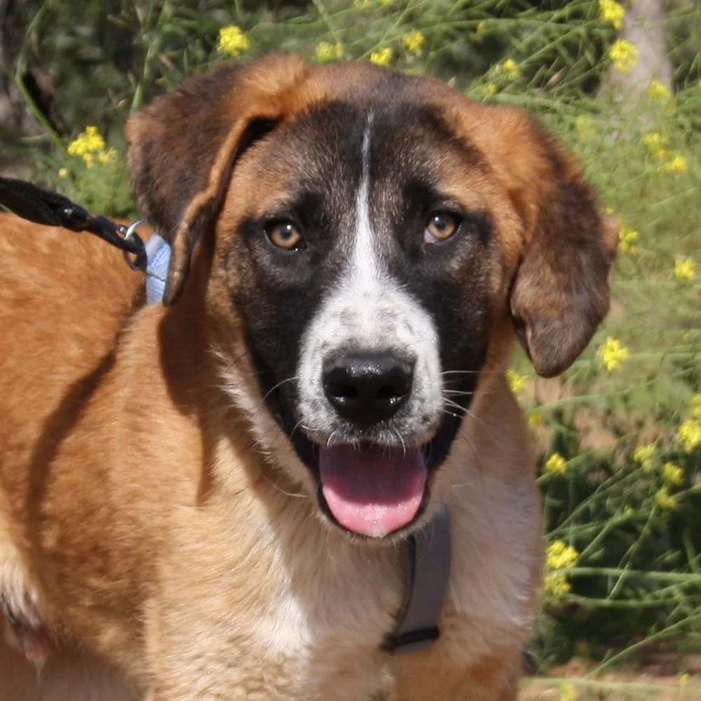 Rex, Mixed Breed for adoption at Tierschutzverein Europa, München