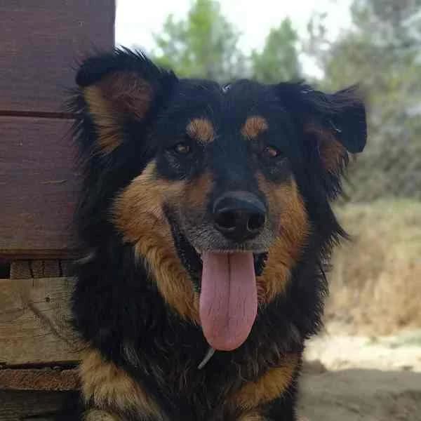 Rigodon, Mixed Breed for adoption at Tierschutzverein Europa, München