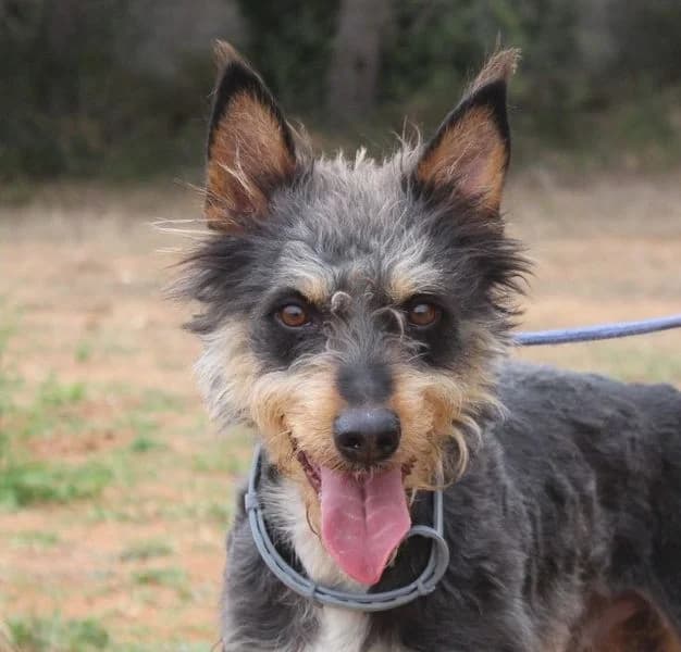 Ringo, Mixed Breed for adoption at Tierschutzverein Europa, München