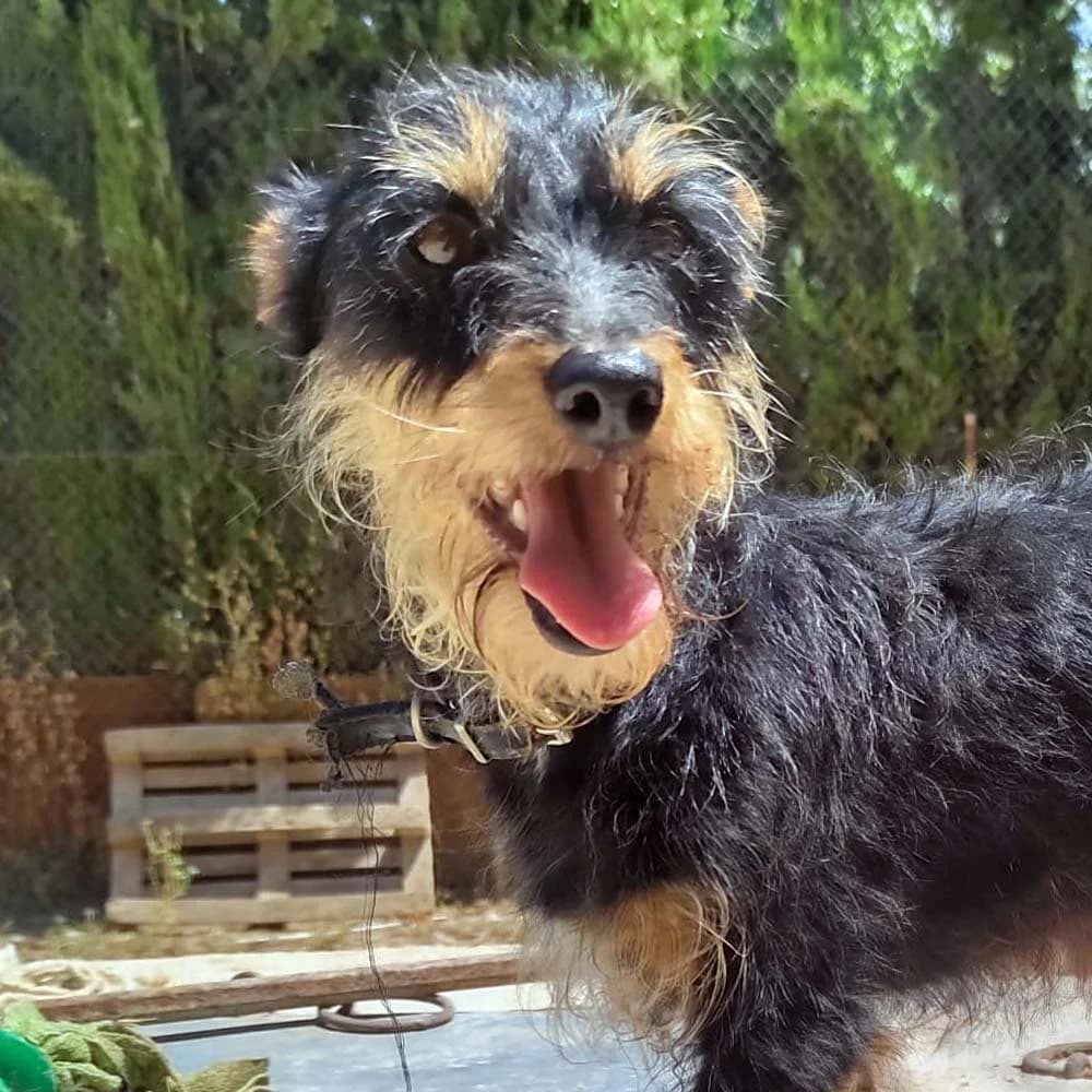 Roberta, Mixed Breed for adoption at Tierschutzverein Europa, München