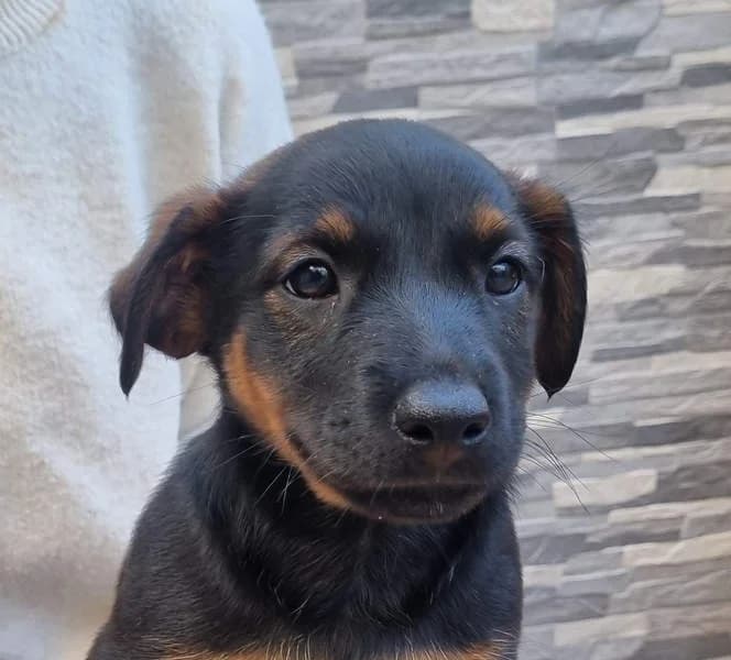 Robi, puppy Mixed Breed for adoption at Tierschutzverein Europa, München