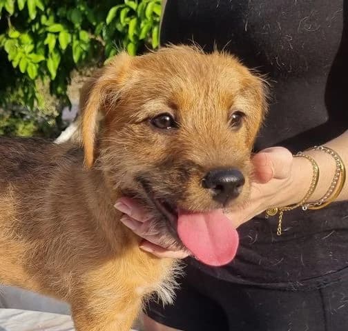 Robin, Mixed Breed for adoption at Tierschutzverein Europa, München