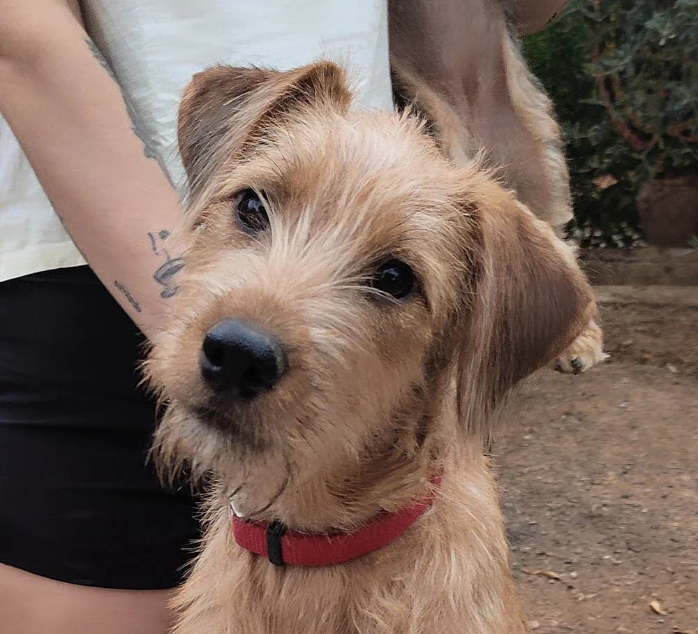 Robin, Mixed Breed for adoption at Tierschutzverein Europa, München