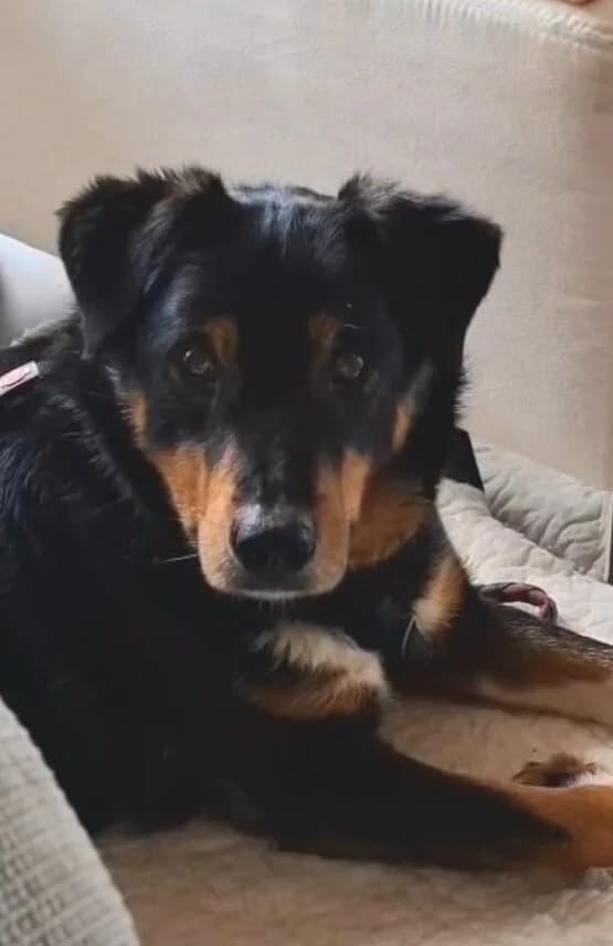 Rocco, Mixed Breed for adoption at Tierschutzverein Europa, München