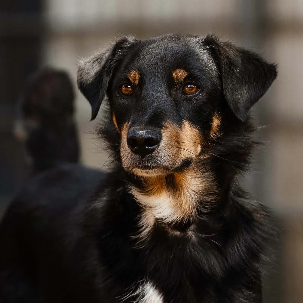 Rocco, Mixed Breed for adoption at Tierschutzverein Europa, München
