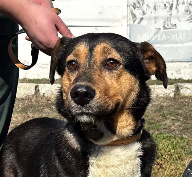 Rocky, 3yo Mixed Breed for adoption at Tierschutzverein Europa, München
