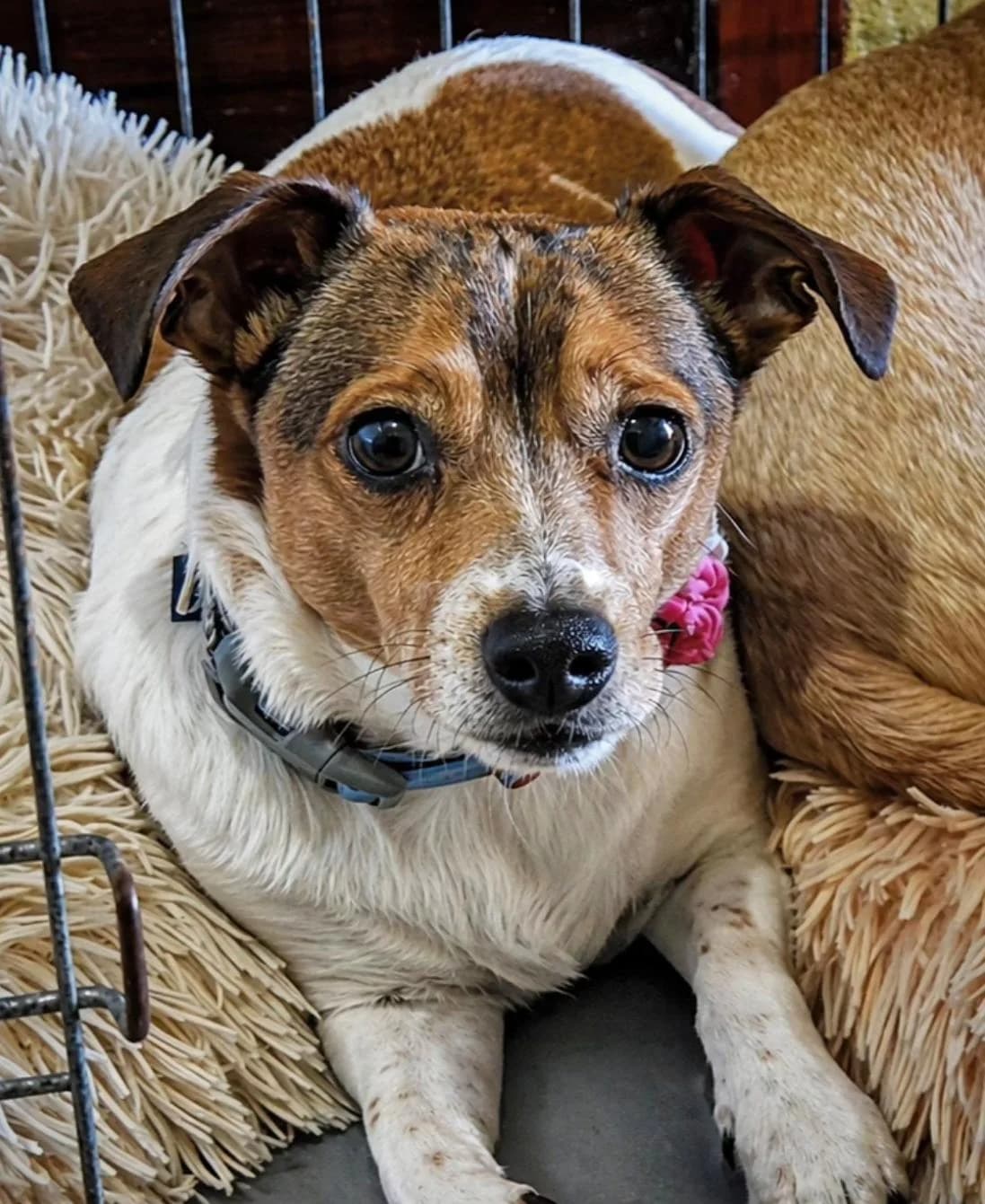 Rocky, senior Mixed Breed for adoption at Tierschutzverein Europa, München