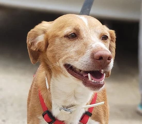 Rodri, sand Mixed Breed for adoption at Tierschutzverein Europa, München