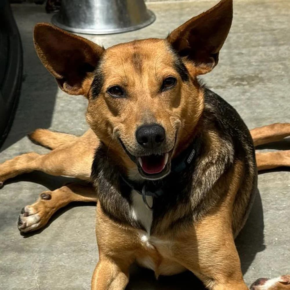 Romeo, Mixed Breed for adoption at Tierschutzverein Europa, München
