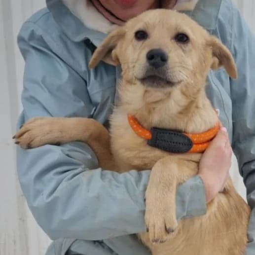 Rosie, Mixed Breed for adoption at Tierschutzverein Europa, München