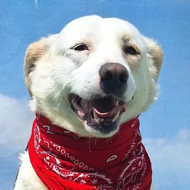 Rosita, Mixed Breed for adoption at Tierschutzverein Europa, München